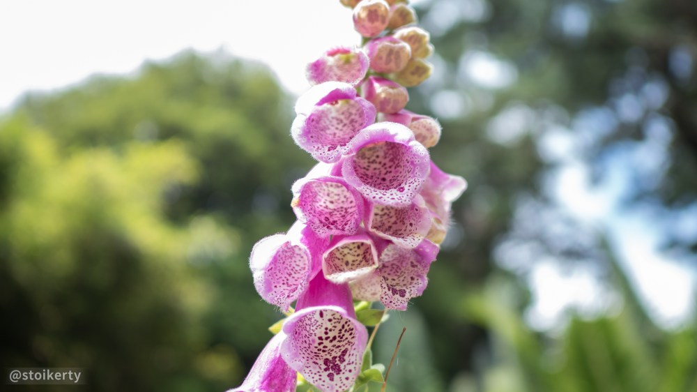 P6160416 - Bournemouth 2017.jpg